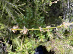 Carmichaelia crassicaulis