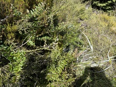 Carmichaelia crassicaulis