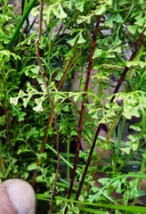 Lindsaea microphylla