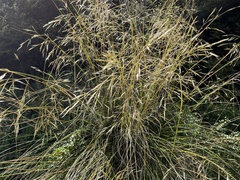 Chionochloa rigida
