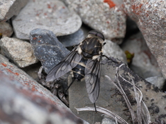 Scaptia adrel