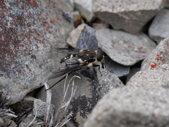 Scaptia adrel