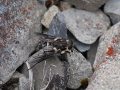Scaptia adrel