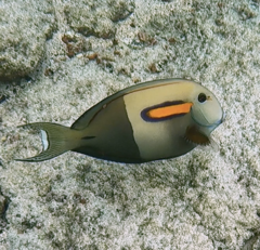 Acanthurus olivaceus