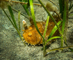 Antennarius striatus