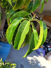 Elaeocarpus serratus