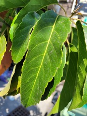 Elaeocarpus serratus