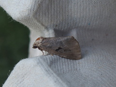 Plagiomimicus pityochromus