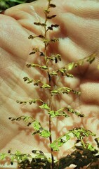 Lindsaea microphylla