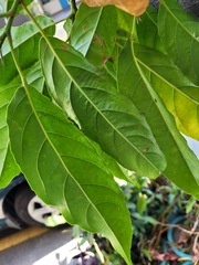 Elaeocarpus serratus