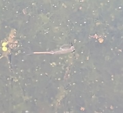 Branchinecta sandiegonensis