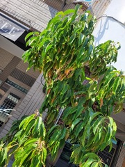 Elaeocarpus serratus