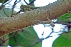 Anolis fuscoauratus