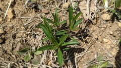 Physostegia virginiana