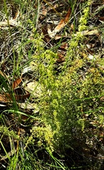 Lindsaea microphylla
