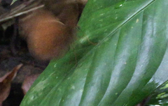 Faunis canens arcesilas