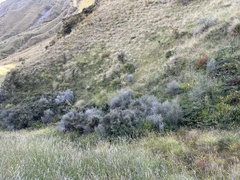 Olearia bullata