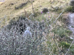 Olearia bullata