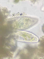 Paramecium
