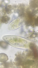 Paramecium