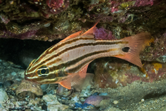 Ostorhinchus limenus