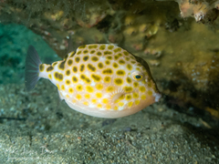 Anoplocapros inermis