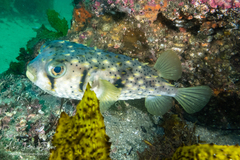 Dicotylichthys punctulatus