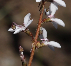Stylidium diversifolium