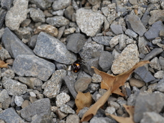 Cermatulus nasalis hudsoni