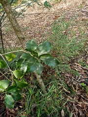 Auranticarpa rhombifolia