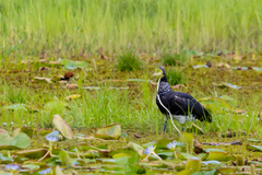 Anhima cornuta