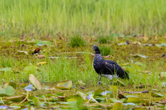 Anhima cornuta