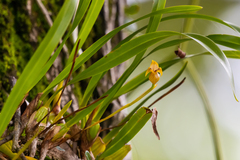 Maxillaria subrepens