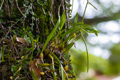 Maxillaria subrepens