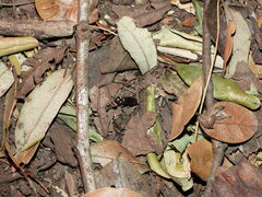 Phanophorus perspicax