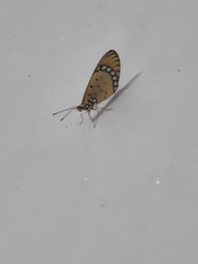 Acraea terpsicore