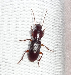 Stenomorphus