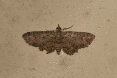 Pasiphilodes testulata