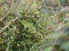 Naultinus gemmeus