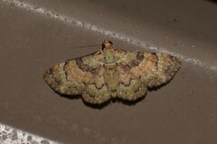 Gymnoscelis derogata