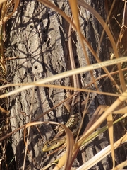 Liolaemus chiliensis