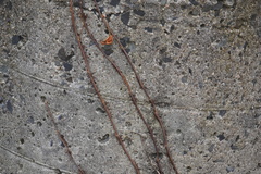 Toxicodendron radicans