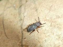 Apsena pubescens