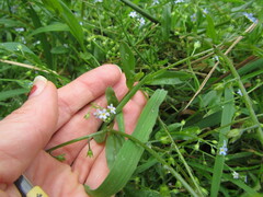 Myosotis laxa