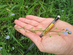 Myosotis laxa