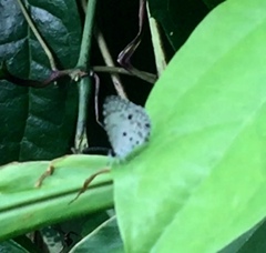 Megisba malaya sikkima