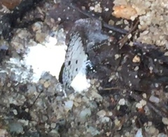 Megisba malaya sikkima