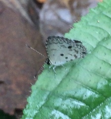 Megisba malaya sikkima