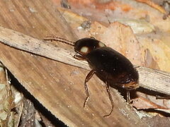 Phanophorus perspicax