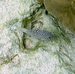 Canthigaster jactator